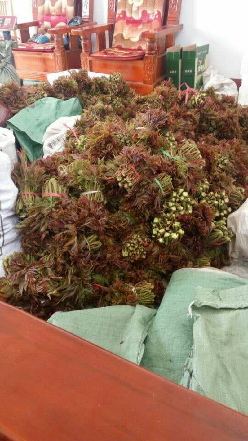 香椿芽露天香椿大量出售诚信经营新泰市放城镇马家寨子