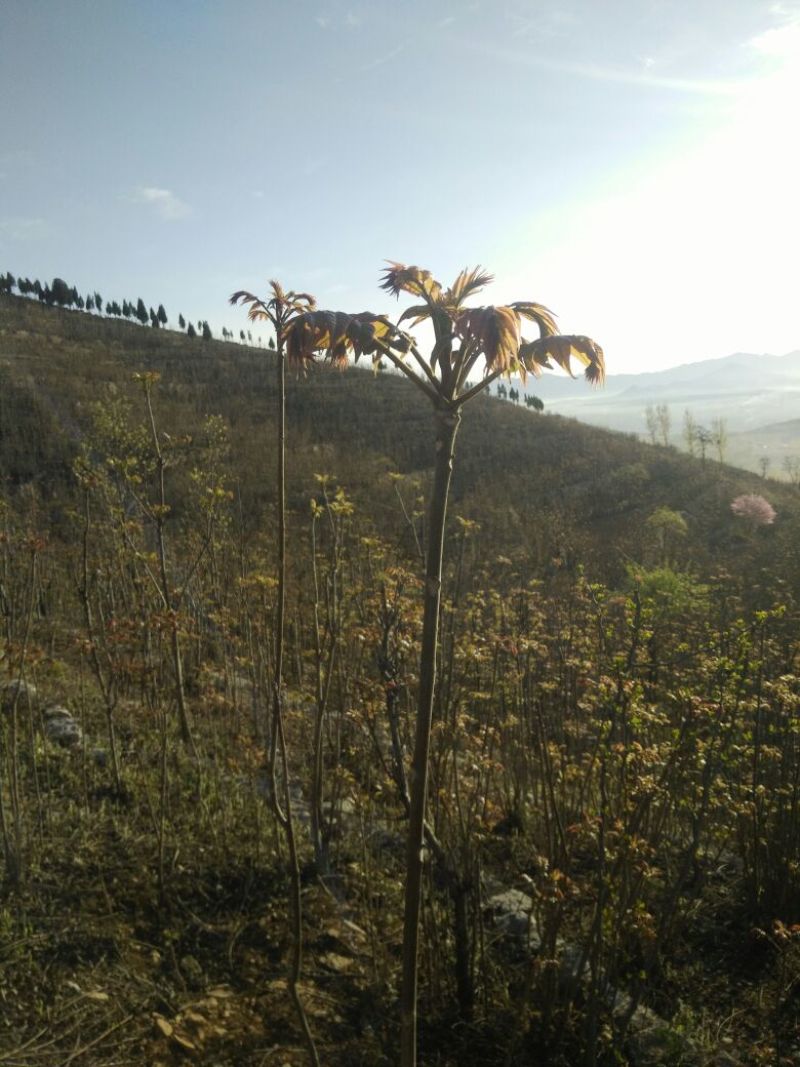 香椿芽露天香椿大量出售诚信经营新泰市放城镇马家寨子