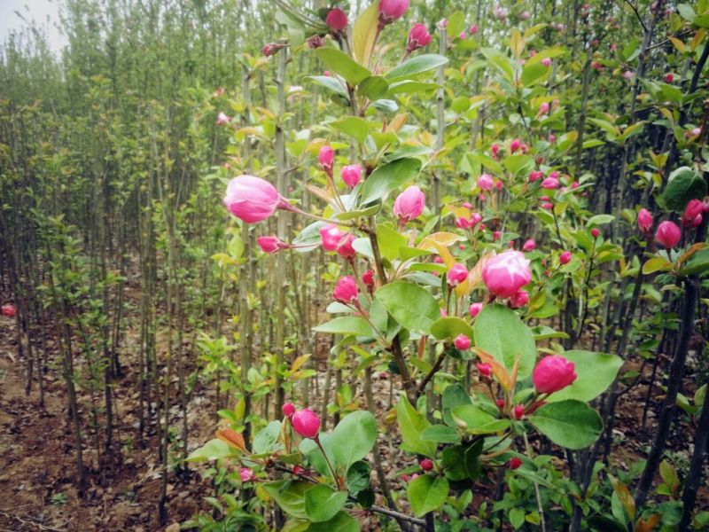 绿化用树西府海棠树苗行道栽植小区绿化