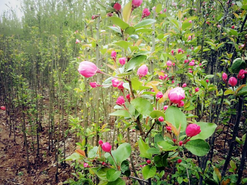 绿化用树西府海棠树苗行道栽植小区绿化