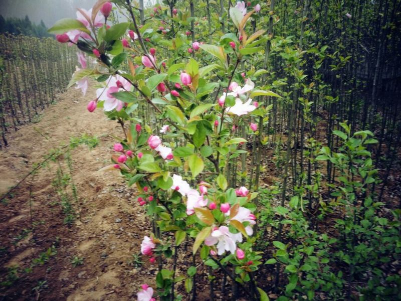 绿化用树西府海棠树苗行道栽植小区绿化