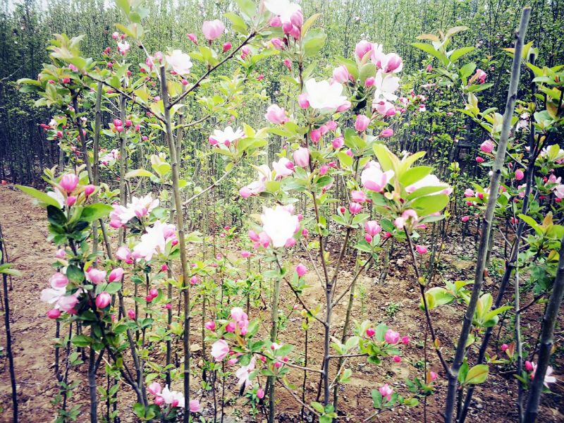 绿化用树西府海棠树苗行道栽植小区绿化