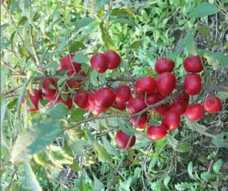绿化用树西府海棠树苗行道栽植小区绿化