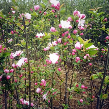 绿化用树西府海棠树苗行道栽植小区绿化