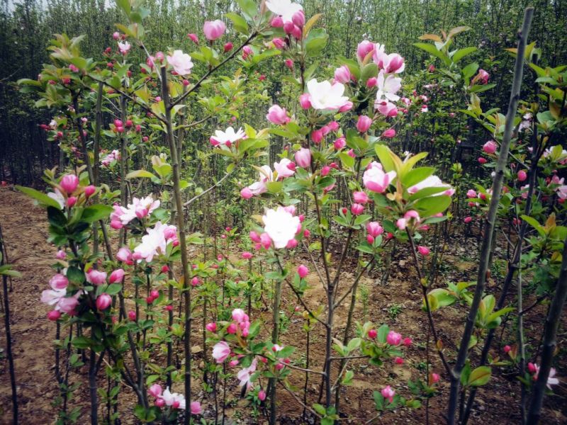 绿化用树西府海棠树苗行道栽植小区绿化