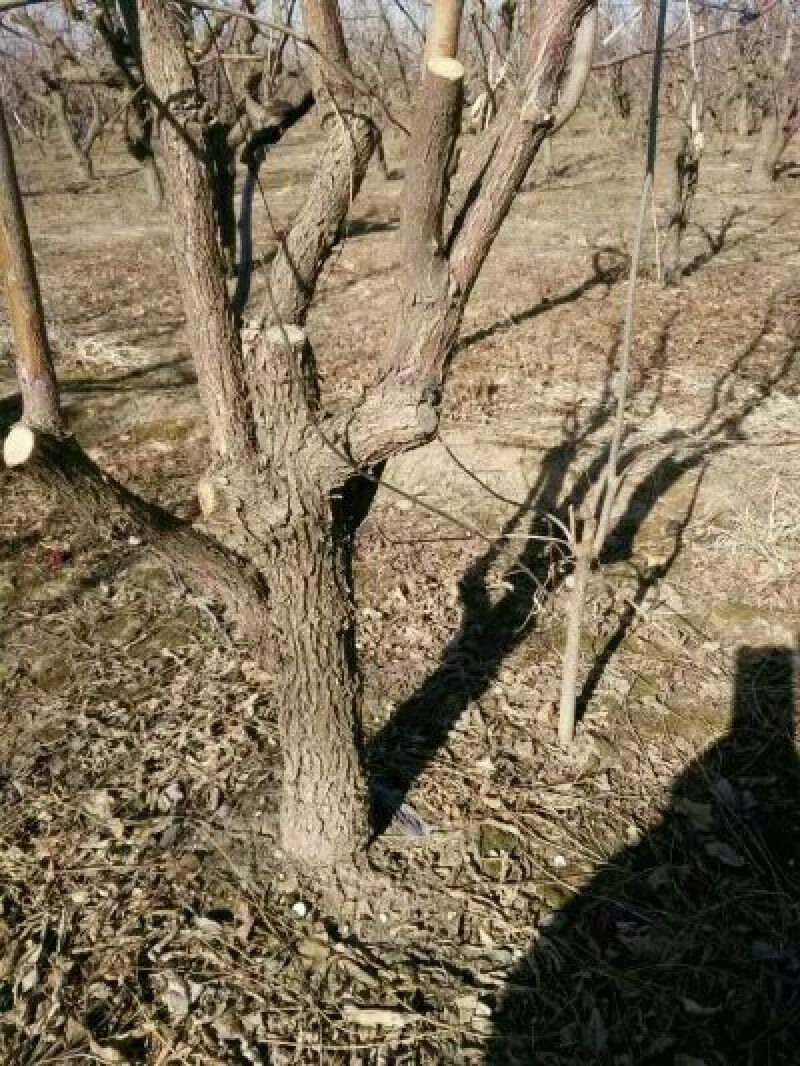 冬枣树苗80~110cm