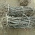 冬枣树苗80~110cm