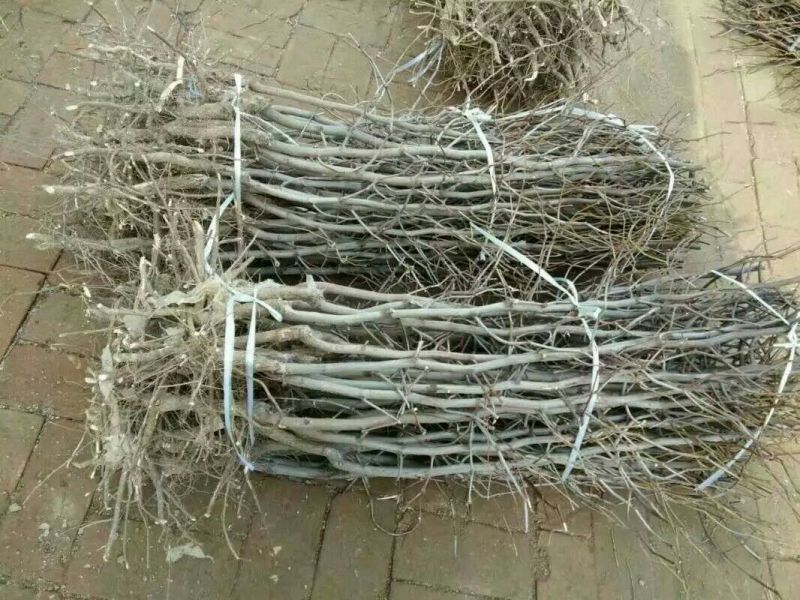 冬枣树苗80~110cm