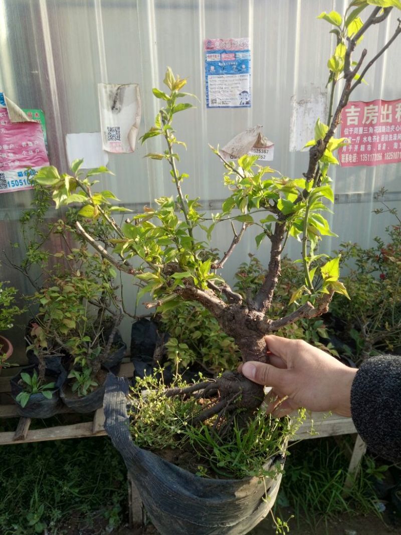 红梅苗40~50cm