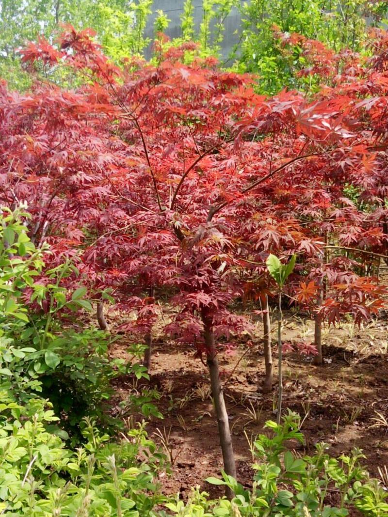 日本红枫141~170cm