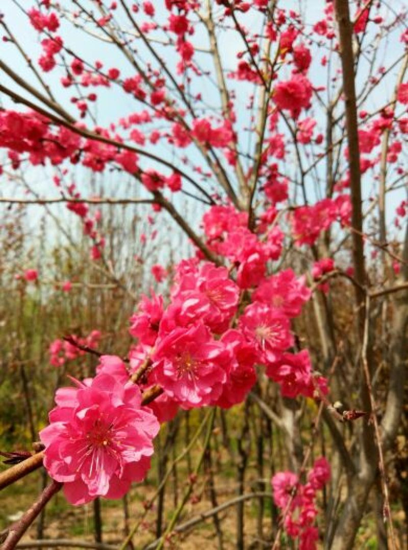 紫叶桃