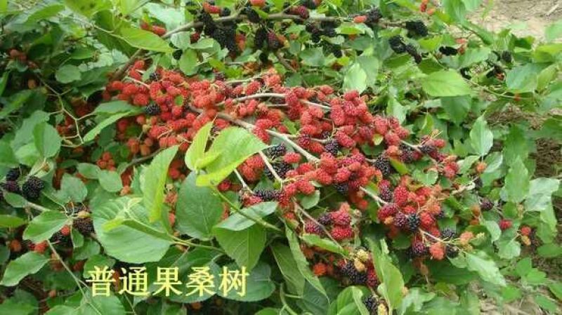 桑树苗台湾四季大果桑，当年当年挂果，泡酒可生吃