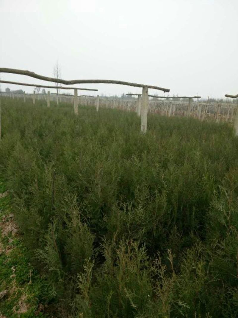 侧柏苗80cm以上