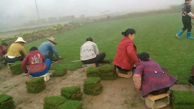 草皮草块百慕大草块草卷