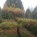 造型松10公分