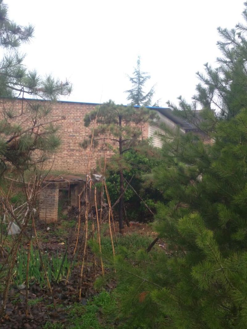 造型松10公分