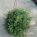 吊兰30~50cm