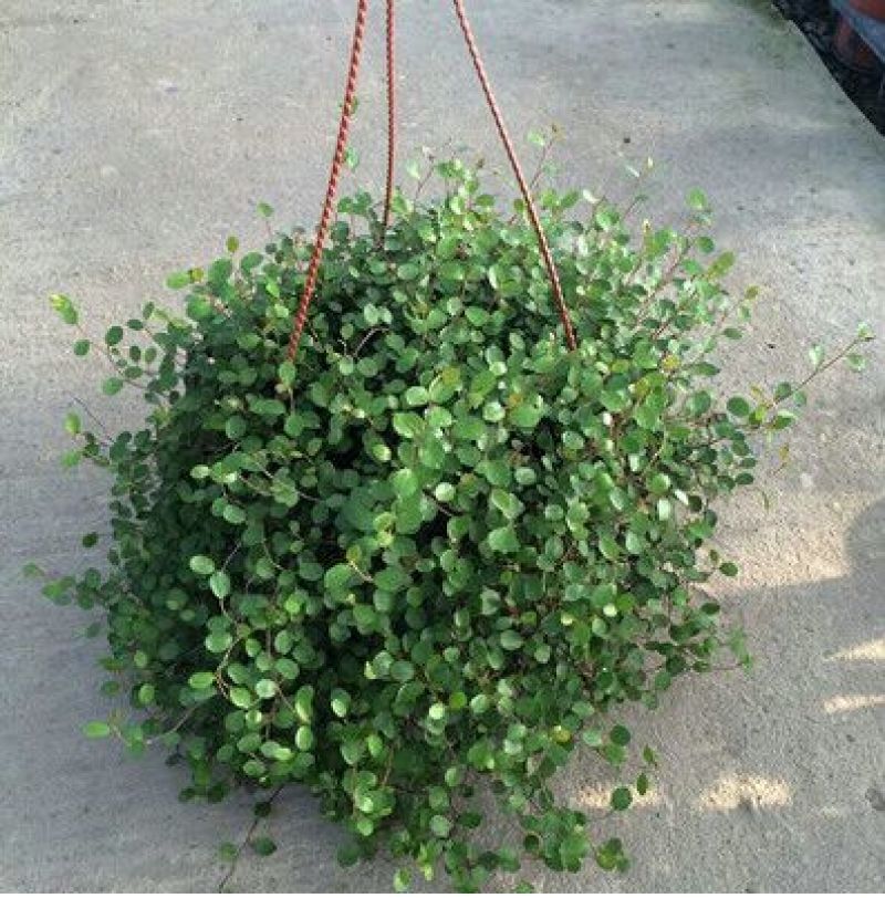 吊兰30~50cm