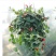 吊兰30~50cm