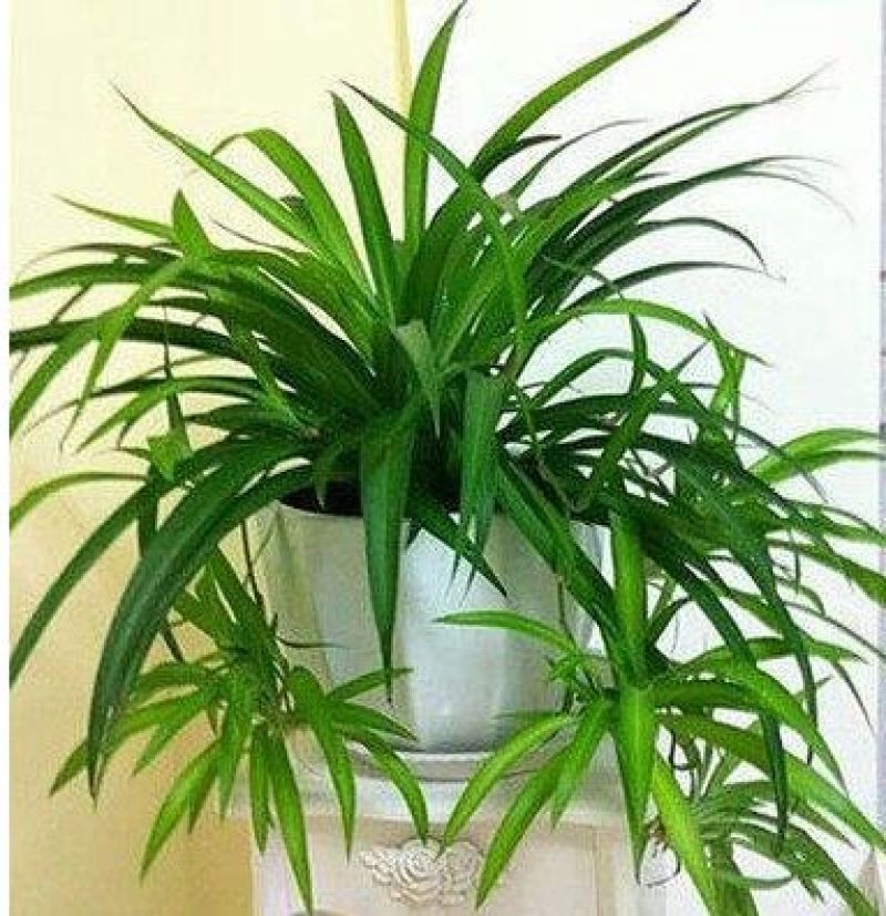 吊兰30~50cm