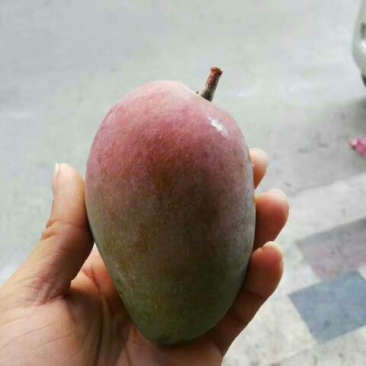 贵妃芒2两以上