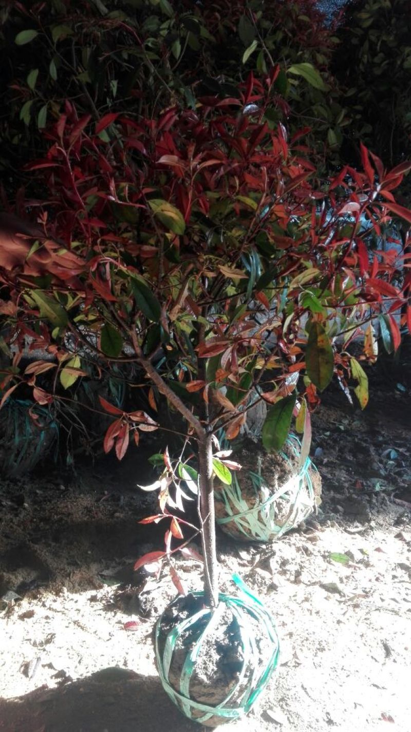 红唇球50~60cm