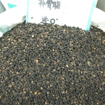 补骨脂1公斤起批无硫***不包邮只做正品