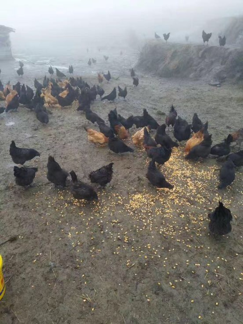 虫草蛋