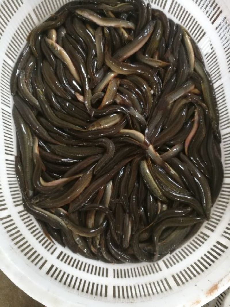 青色泥鳅青鳅种鳅