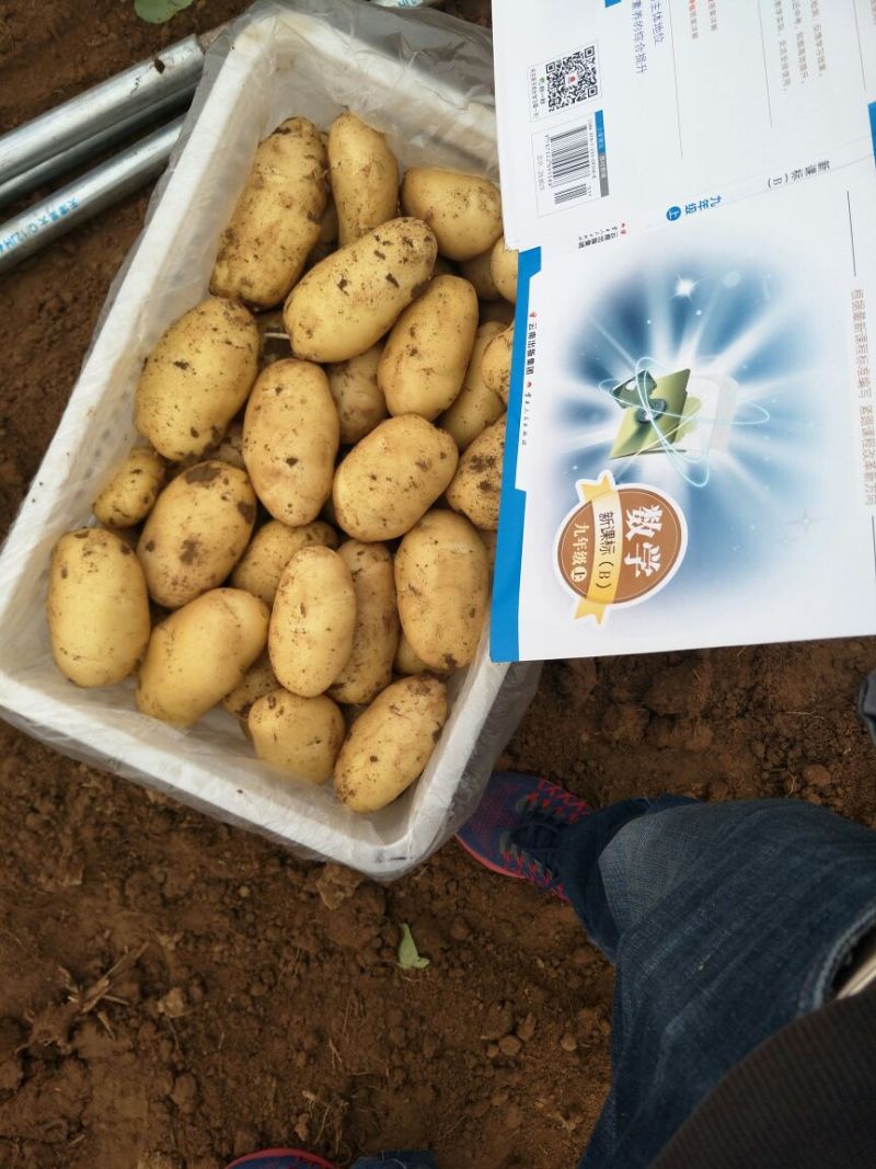 山东冷库荷兰十五土豆大量出库，货源充足，欢迎客户前来选购