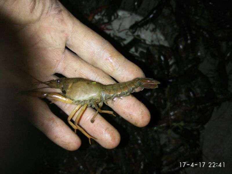 龙虾苗虾苗人工养殖