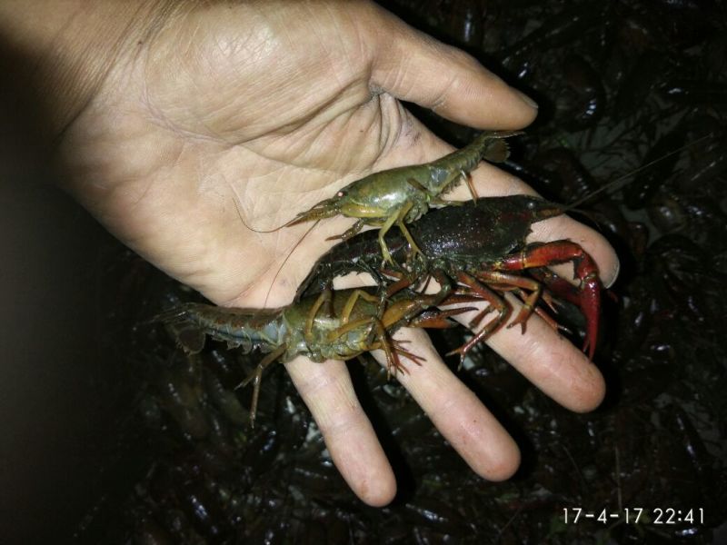 龙虾苗虾苗人工养殖