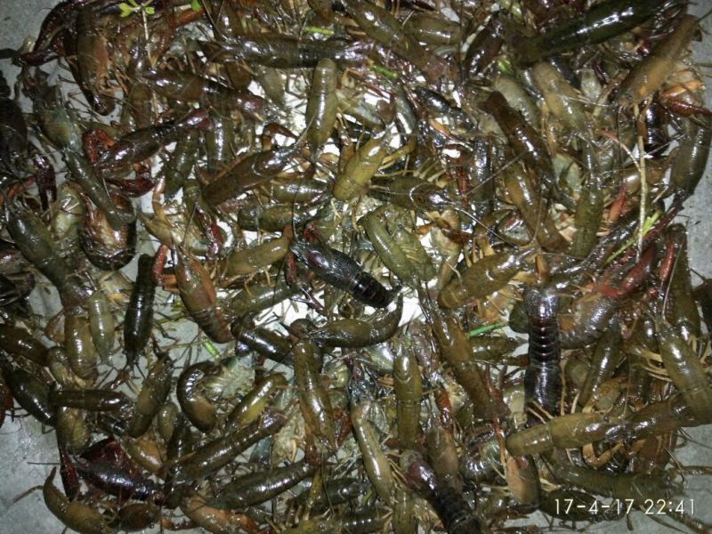 龙虾苗虾苗人工养殖