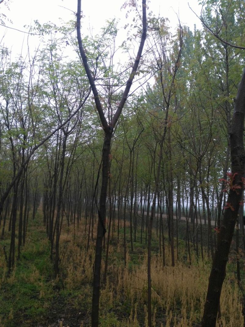 北栾苗80cm以上，产地直发，欢迎进店联系