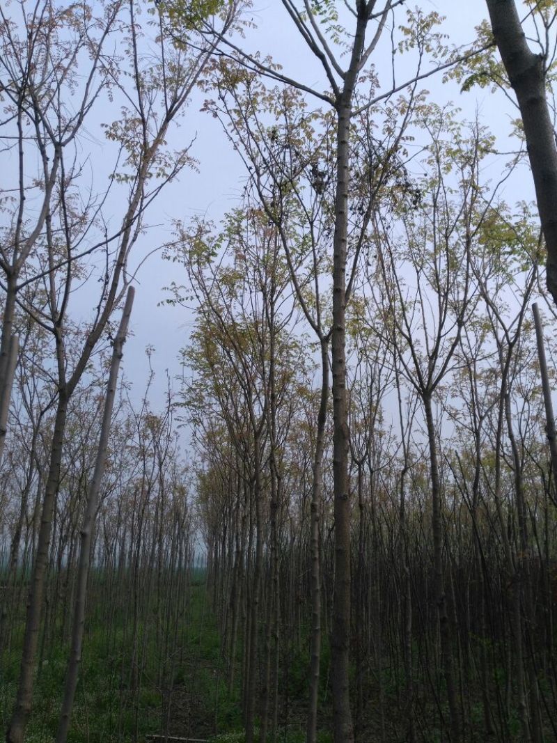 北栾苗80cm以上，产地直发，欢迎进店联系