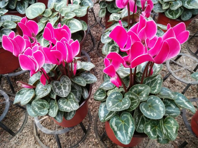 茉莉花花期长气味芬芳价格合理质量保证
