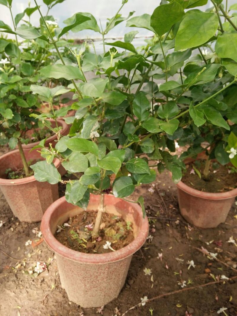 茉莉花花期长气味芬芳价格合理质量保证