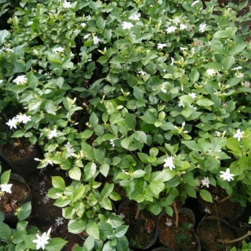 茉莉花花期长气味芬芳价格合理质量保证
