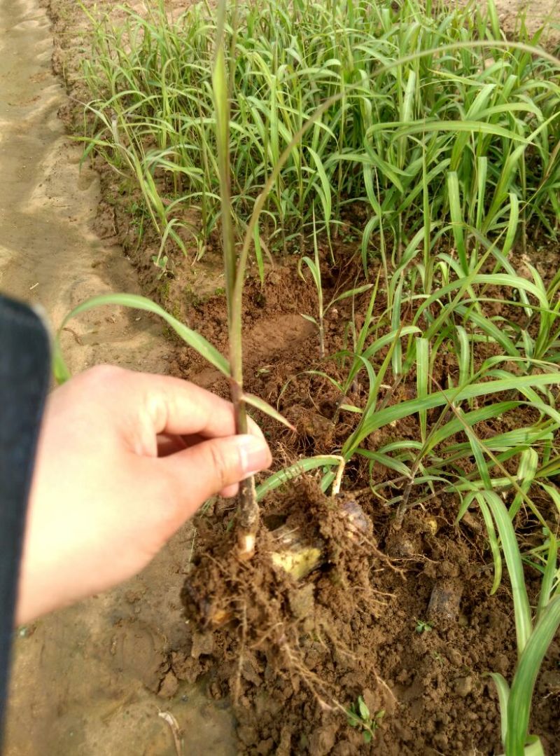 甘蔗苗青皮甘蔗种苗种子水果甘蔗种苗红甘蔗苗黑甘蔗种苗