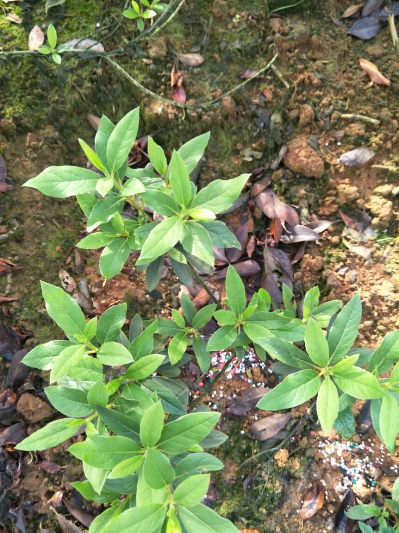 毛鹃2~4cm4cm以下0.5~1米