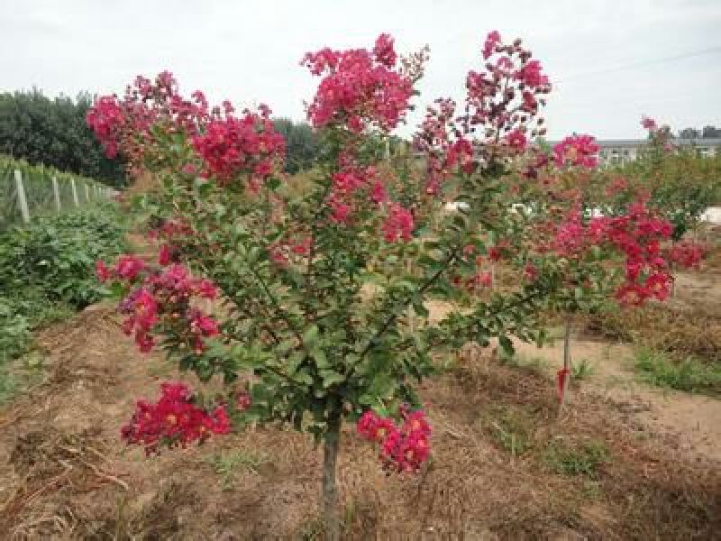 紫薇16~18cm2.5~3米1米以下
