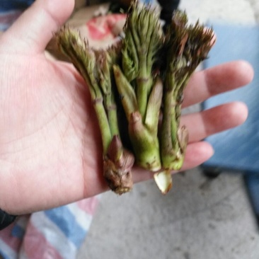 刺嫩芽