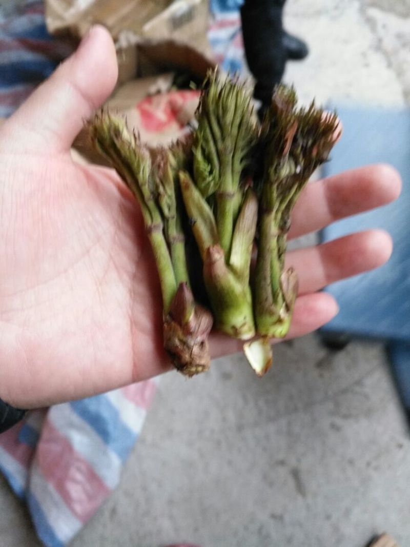 刺嫩芽