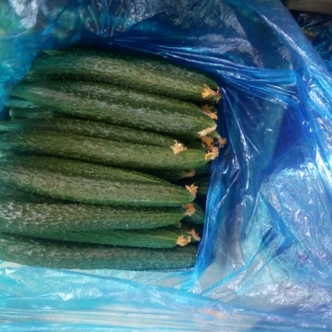 刺黄瓜干花带刺22~25公分