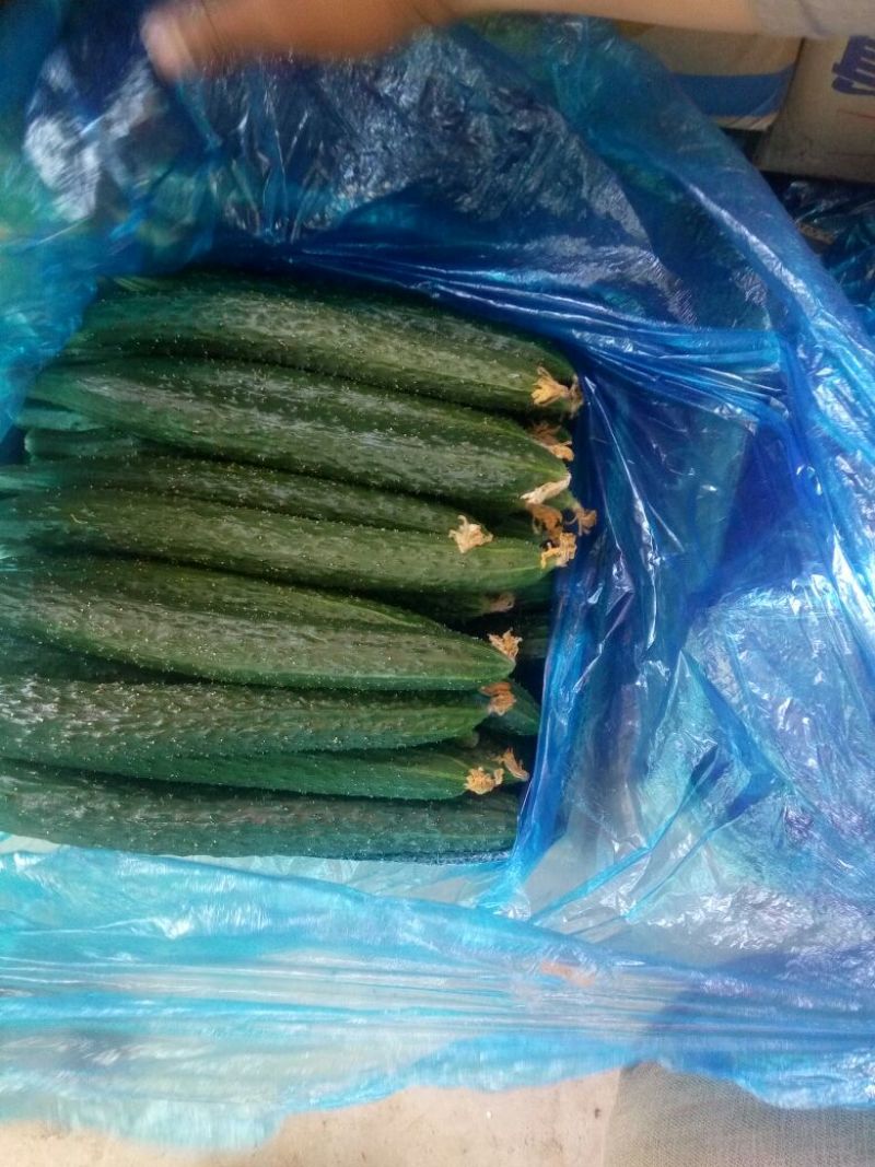 刺黄瓜干花带刺22~25公分