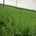 油菜籽1