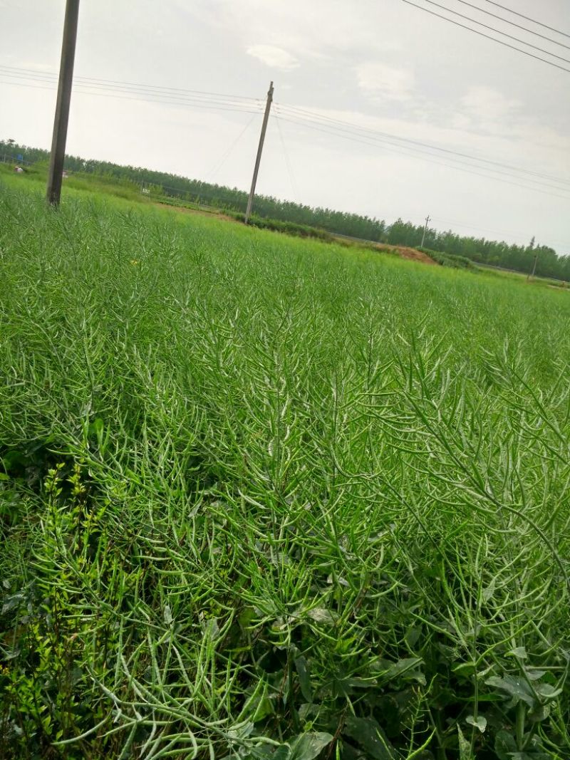 油菜籽1