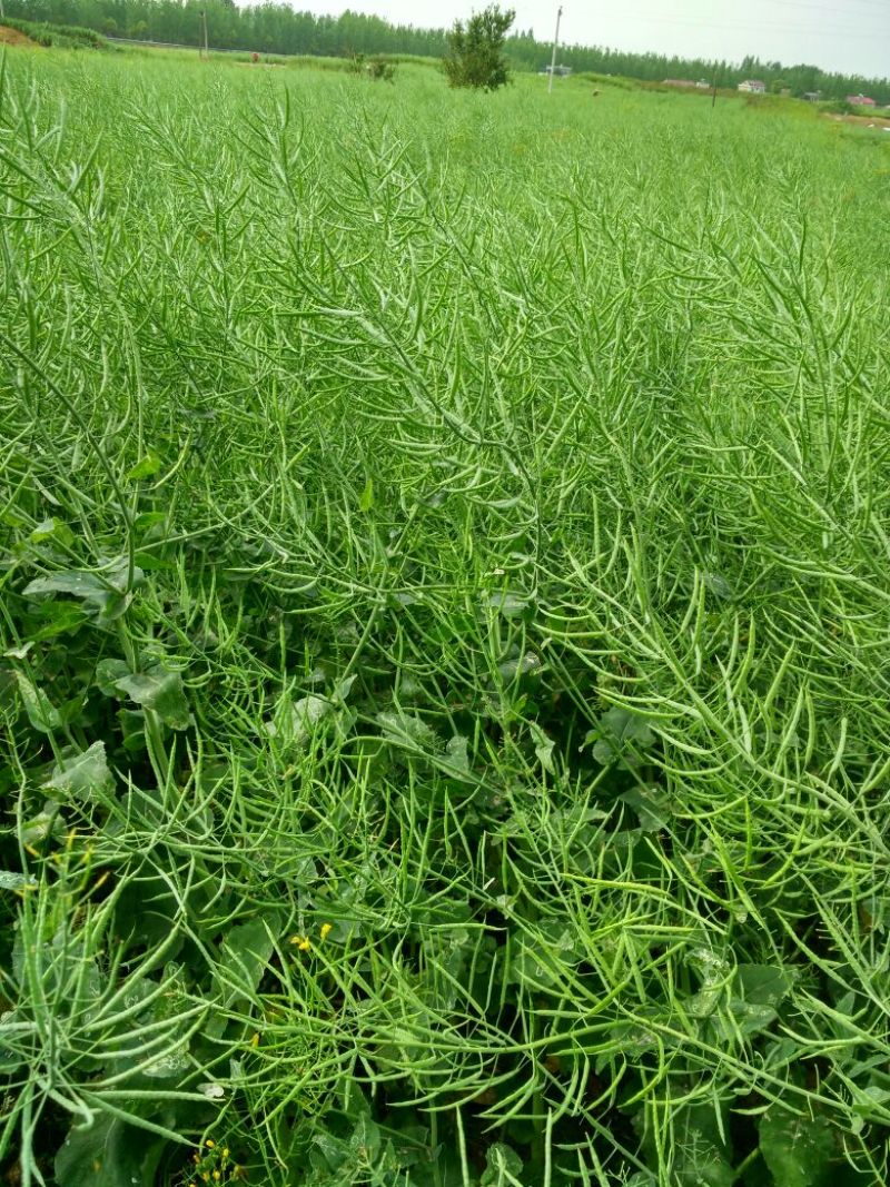 油菜籽1