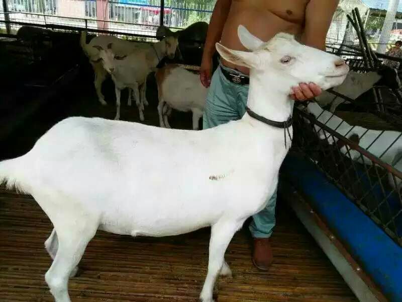 山羊湖羊