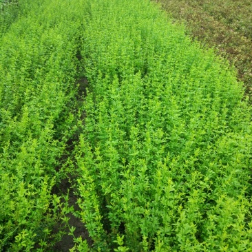 黄馨30~50cm裸根苗大量